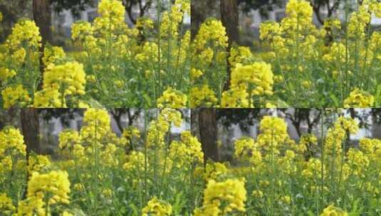 春天的油菜花盛开高清在线视频素材下载