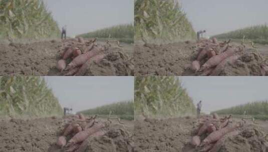 挖红薯 红薯丰收高清在线视频素材下载