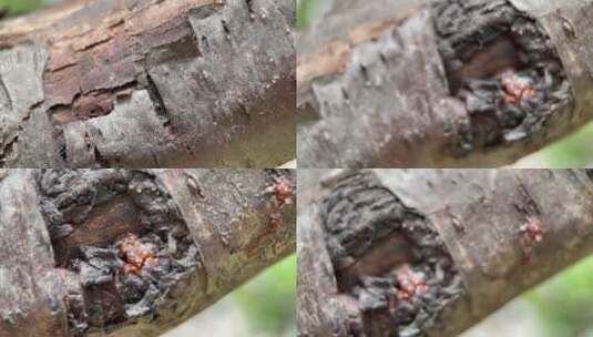 微距树皮粗糙表皮树木高清在线视频素材下载