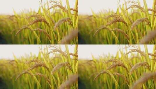 成熟的水稻特写高清在线视频素材下载