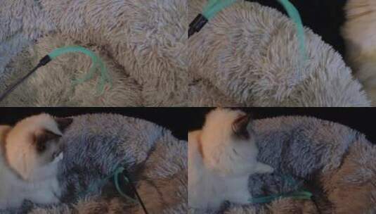 【镜头合集】猫窝里趴卧的布偶猫高清在线视频素材下载