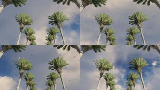 头顶上有海鸥和云彩的棕榈树高清在线视频素材下载