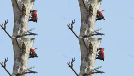 啄木鸟正在啃食一棵树_高清在线视频素材下载