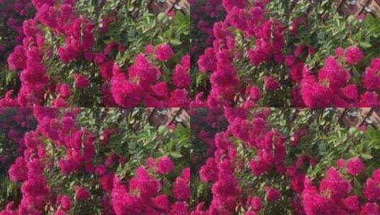 庭院中的蔷薇花高清在线视频素材下载