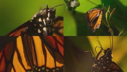 蝴蝶黄色蝴蝶成群的蝴蝶高清在线视频素材下载