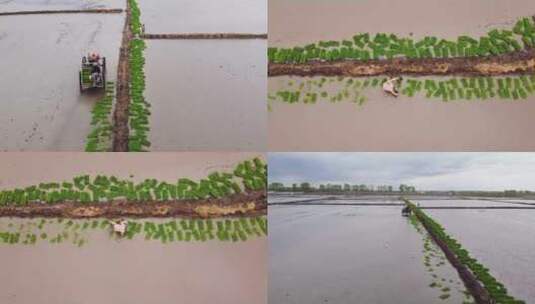 一组农民在稻田整理稻苗高清在线视频素材下载