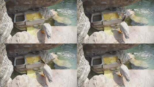 养殖鸭子斑头雁子岸边觅食高清在线视频素材下载