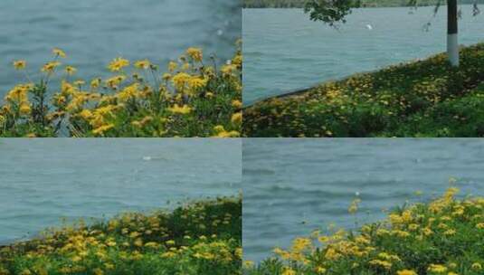 水边的花黄金菊高清在线视频素材下载