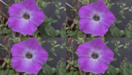 淡紫色矮牵牛花朵植物特写高清在线视频素材下载