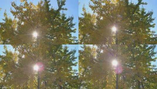秋天里金黄唯美的森林阳光银杏树树叶高清在线视频素材下载