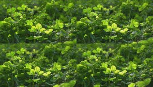 夏天阳光下的三叶草光影高清在线视频素材下载