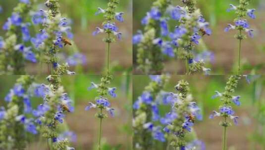 慢镜头特写蜜蜂在鼠尾草花上采蜜高清在线视频素材下载