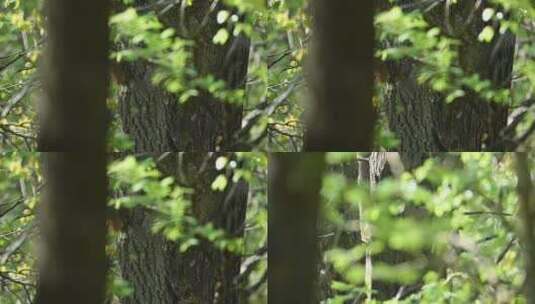 夏日森林中松鼠在树林中穿梭高清在线视频素材下载