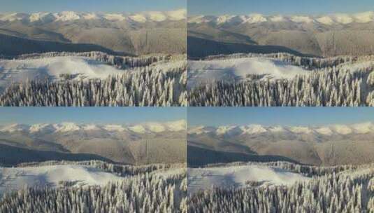 被白雪覆盖的冬季松林景观鸟瞰高清在线视频素材下载