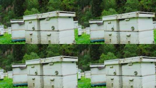 新疆山区养蜂人蜜蜂的蜂箱与蜂蜜高清在线视频素材下载
