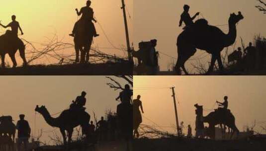 印度普什卡尔骑骆驼人们的剪影高清在线视频素材下载