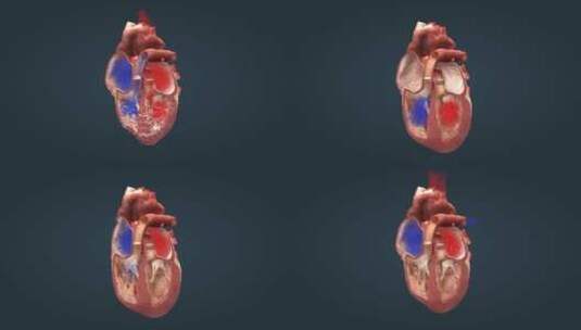 医学人体心脏心血管心动周期电脉冲三维动画高清在线视频素材下载