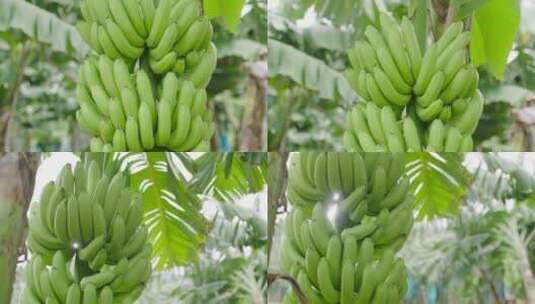 香蕉粉蕉种植基地4高清在线视频素材下载