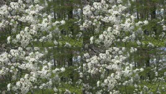 开满鲜花的树高清在线视频素材下载