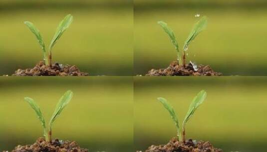 4k升格实拍水滴植物种子生根发芽 5高清在线视频素材下载