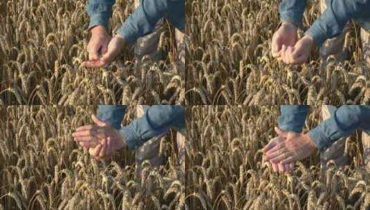 农艺师检查麦穗粒的情况高清在线视频素材下载