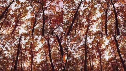 秋季的树林高清在线视频素材下载