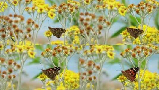 黄色花朵上的蝴蝶高清在线视频素材下载