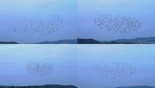 天空中飞翔的鸟群高清在线视频素材下载