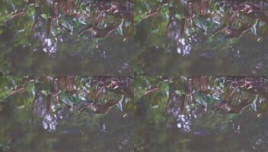 浑浊水面倒影与游动的鱼儿高清在线视频素材下载