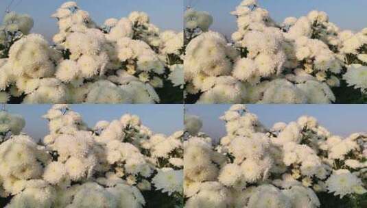白色菊花花朵高清在线视频素材下载