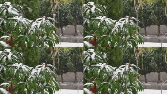 冬天初冬大雪纷飞，雪花飘落在植物上高清在线视频素材下载