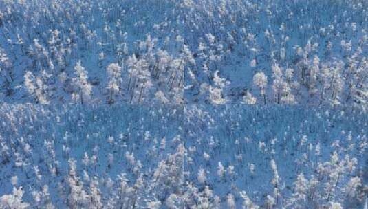 航拍林海雪原银色松林高清在线视频素材下载