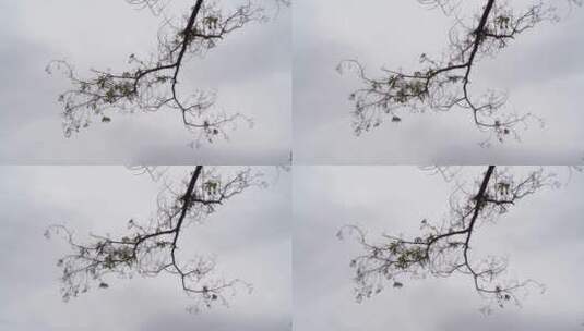 冬天阴天树枝落光树叶的树枝枯枝干枯的树木高清在线视频素材下载