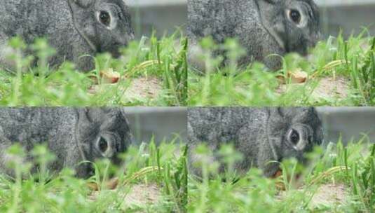 田野草地上正在觅食吃草的小兔子高清在线视频素材下载
