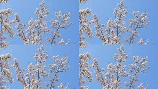 春天蓝色天空背景和盛开的樱花树高清在线视频素材下载