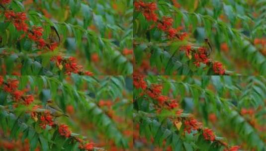 绣眼鸟 小鸟停在树枝上 采花 吃花蜜高清在线视频素材下载