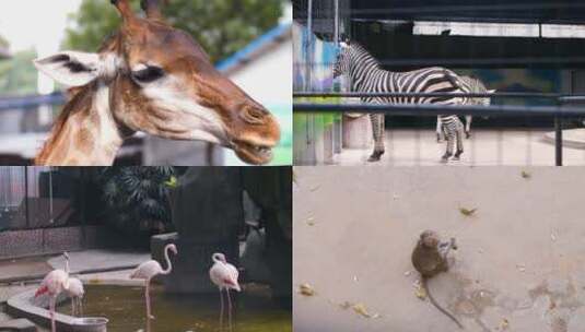 动物园各种动物合集4k视频素材高清在线视频素材下载