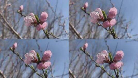 春天盛开的花朵高清在线视频素材下载