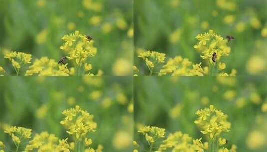 蜜蜂与油菜花高清在线视频素材下载