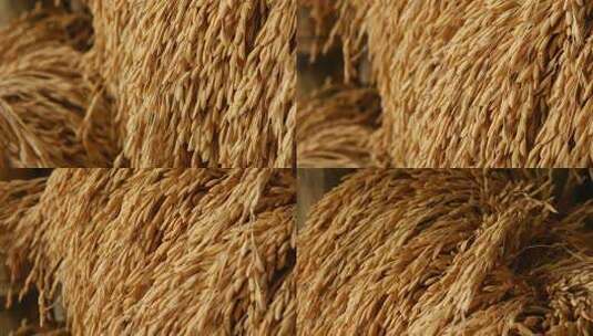 东北水稻大米丰收高清在线视频素材下载
