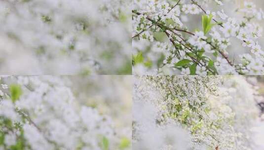 春天一丛珍珠菊一簇白色鲜花盛开高清在线视频素材下载