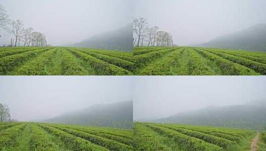 茶园风光高清在线视频素材下载