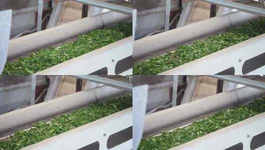 茶叶厂房车间机械化制茶高清在线视频素材下载