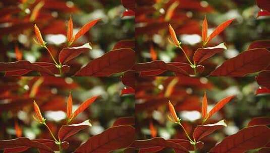 观叶植物红背桂花B高清在线视频素材下载