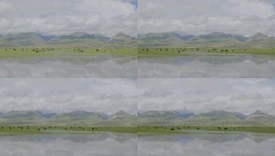 西藏青藏高原牦牛湿地 吃草的牦牛高清在线视频素材下载