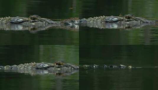水里的鳄鱼高清在线视频素材下载