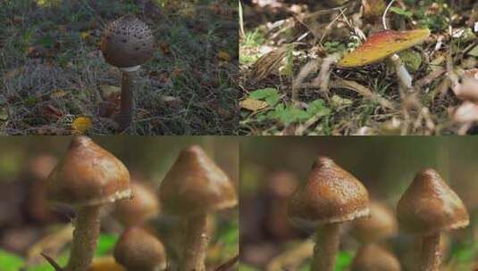 雨后蘑菇高清在线视频素材下载