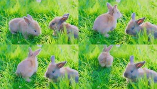 可爱兔子、草丛中吃草的兔子高清在线视频素材下载