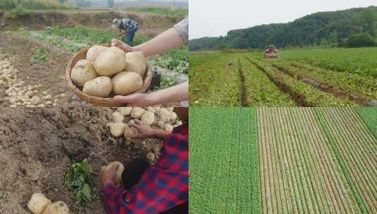 土豆种植高清在线视频素材下载