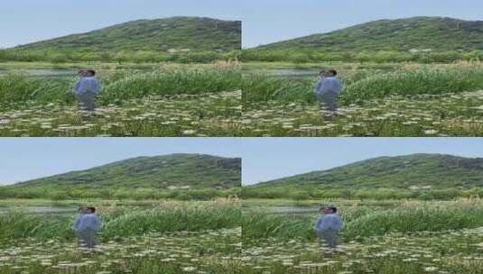 济南华山风景区，河边的小雏菊绽放高清在线视频素材下载